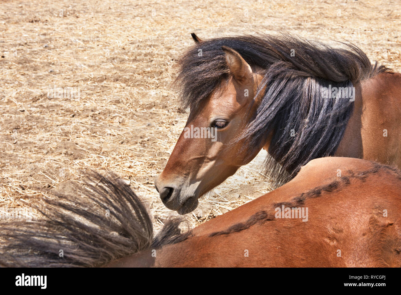 Il cavallo Skyrian (Equus Cabalus Skyriano) è una speciale greco cavallo di razza. Skyros, nel complesso Sporadi, Grecia centrale, mar Egeo , Mediterrane Foto Stock