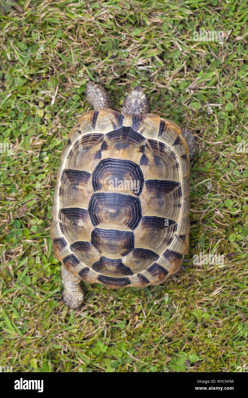 Sperone mediterraneo-thighed tartaruga (Testudo graeca). Vista dorsale di un animale a piedi. Foto Stock