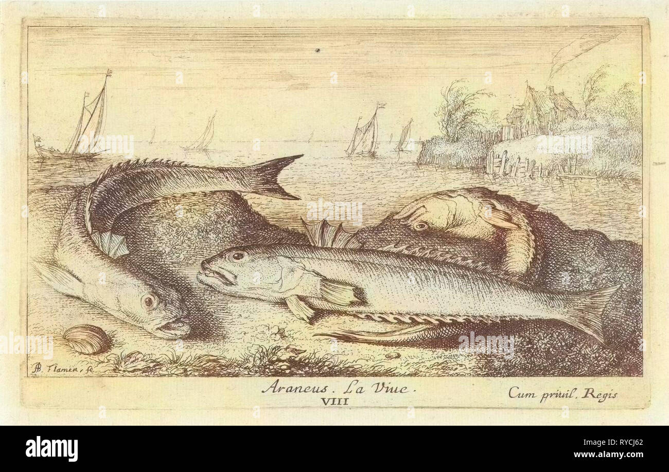 Weeverfish, Trachinidae sulla spiaggia, Albert Flamen, 1664 Foto Stock