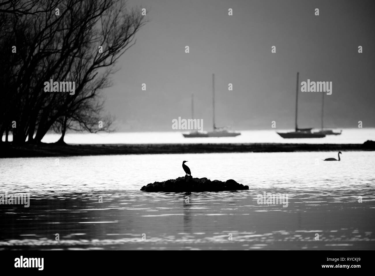 Navi ormeggiate sul fiume con uccello cormorano Foto Stock