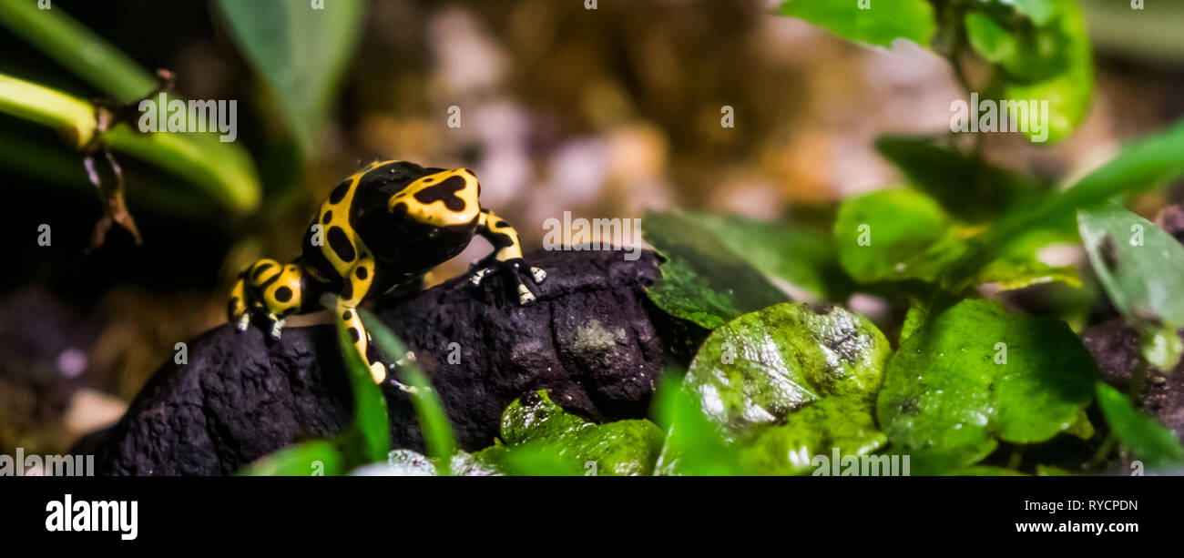 Fasce gialle poison dart frog in primo piano, tropicale e tossico di pet da foresta pluviale di America Foto Stock