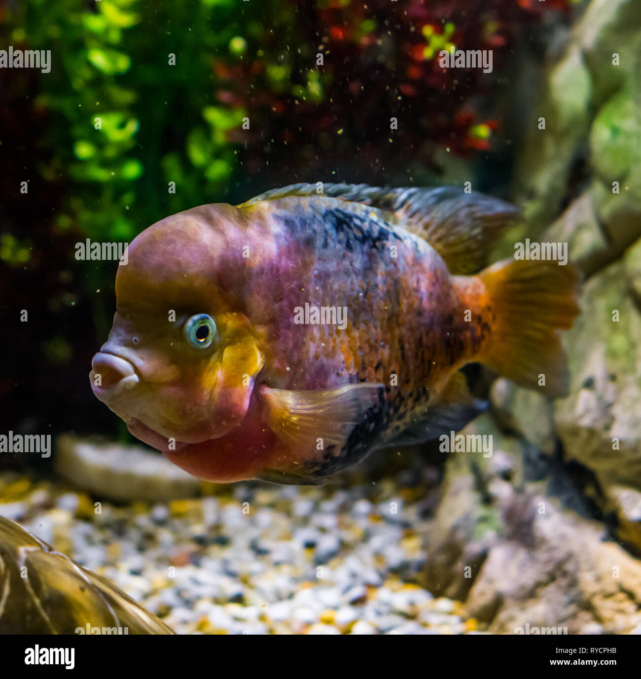 Flowerhorn cichlid ibrido, mutazione del colore, popolare pet in acquacoltura, la manipolazione genetica Foto Stock