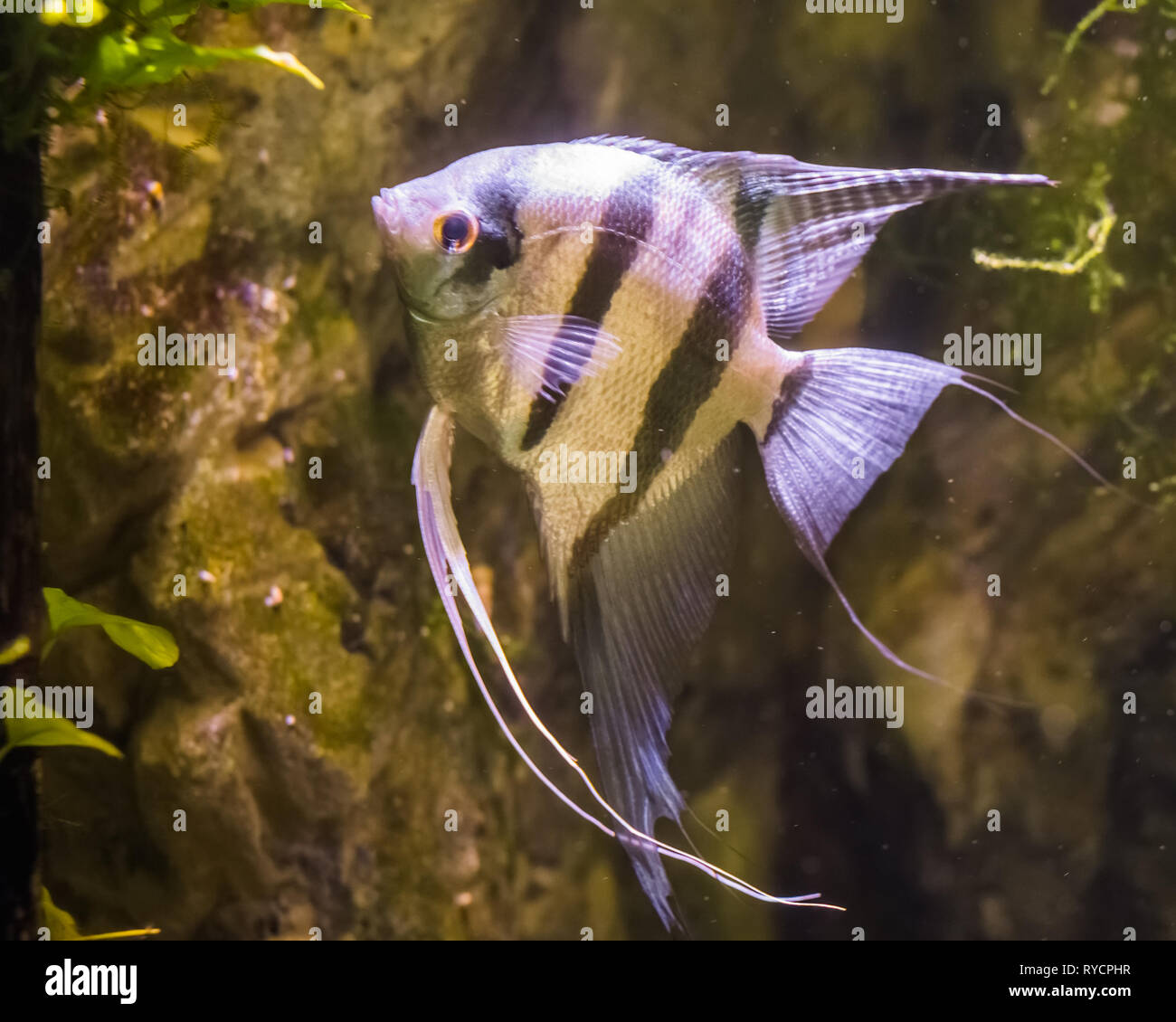 Freshwater angelfish, molto popolare tra i pesci in acquacoltura, pesci tropicali dal bacino amazzonico Foto Stock