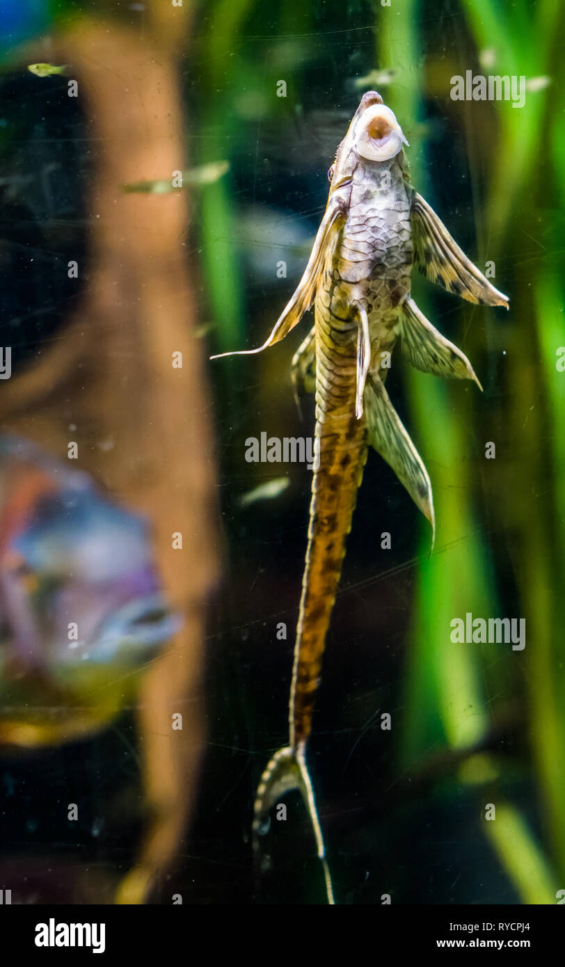 Funny ramoscello catfish succhiare sul vetro dell'acquario, popolare pet, pesci tropicali dai fiumi del Messico Foto Stock