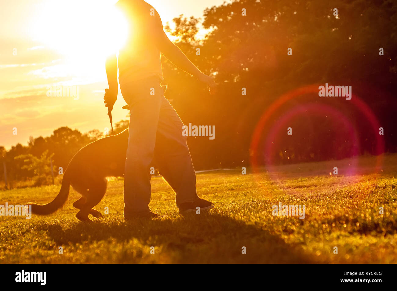 La formazione di un bellissimo pastore tedesco con una palla da un trainer uomo in una giornata di sole al tramonto. Foto Stock