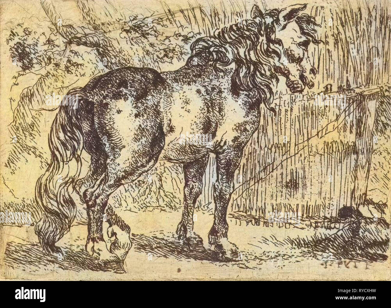Cavallo, Jan Fijt, c. 1621 - 1661 Foto Stock