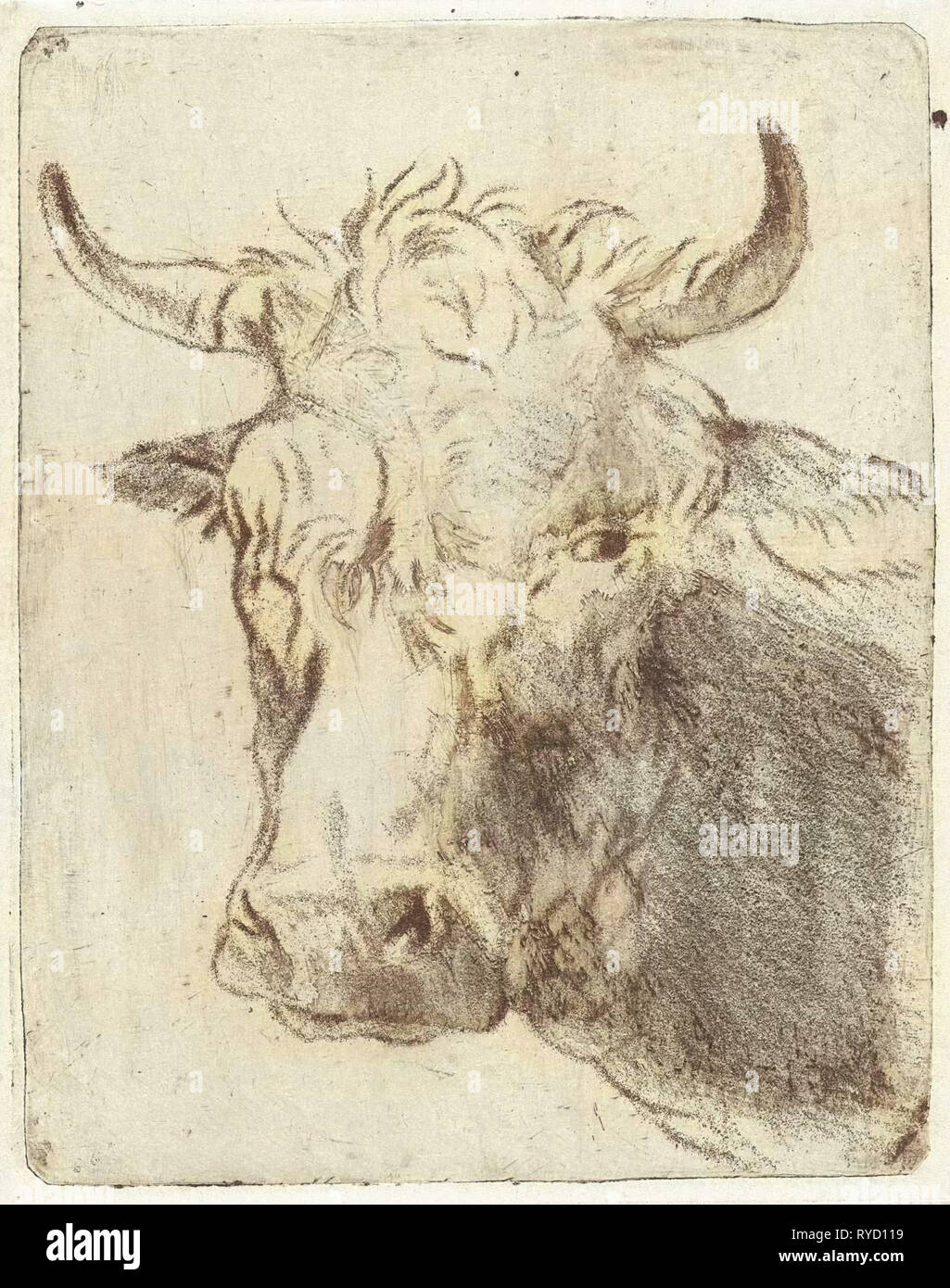 Testa di bue, sinistra, Pieter Janson, 1780-1851 Foto Stock