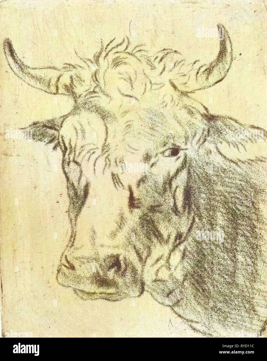 Testa di bue, sinistra, Pieter Janson, 1780 - 1851 Foto Stock