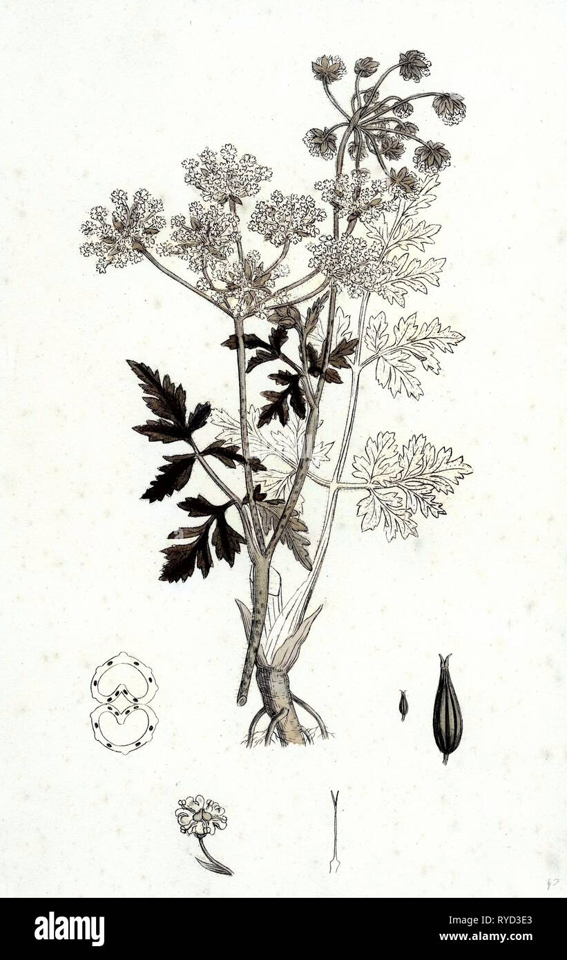 Chaerophyllum Temulum ruvida cerfoglio Foto Stock