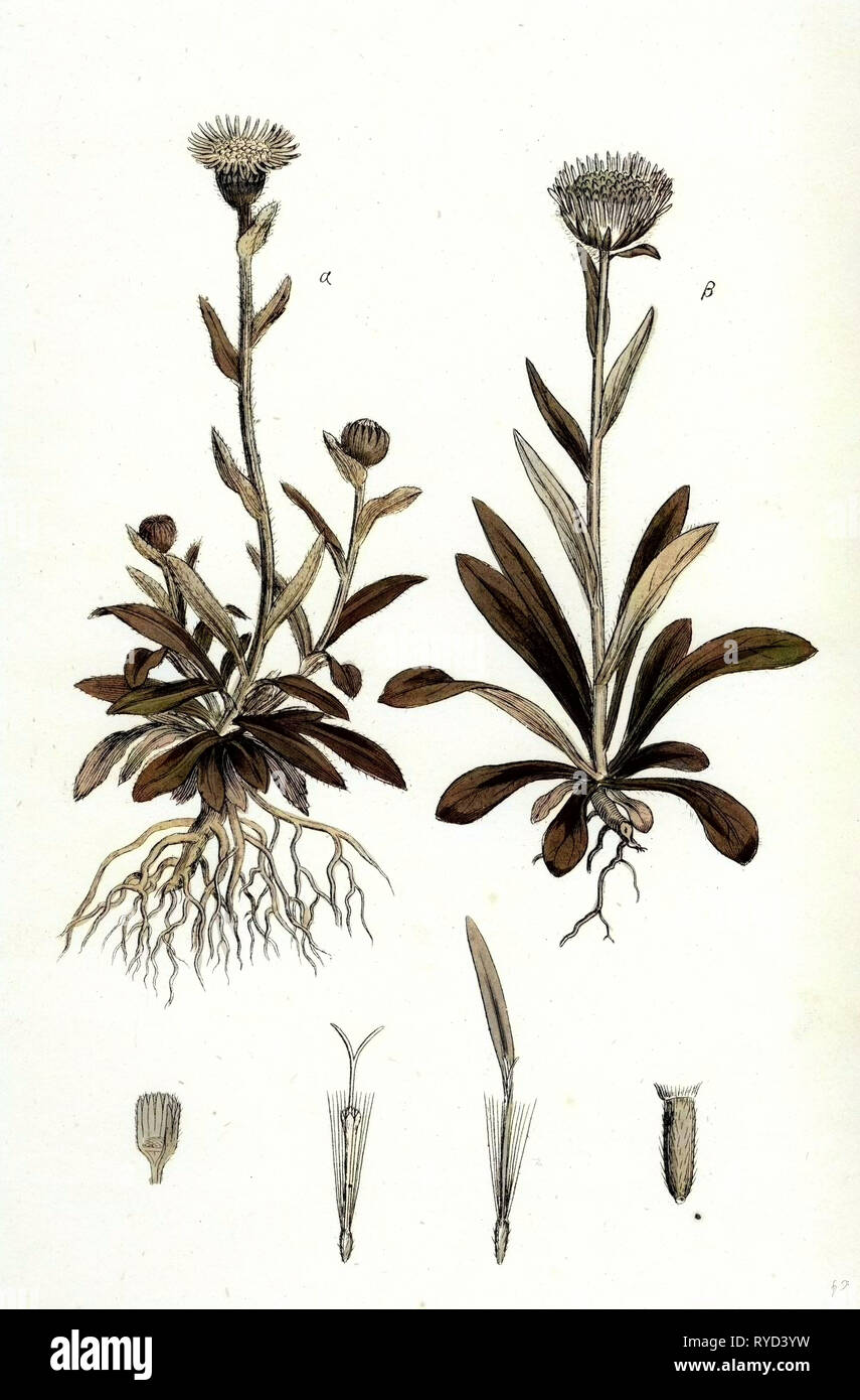 Erigeron Alpinus Fleabane alpino Foto Stock