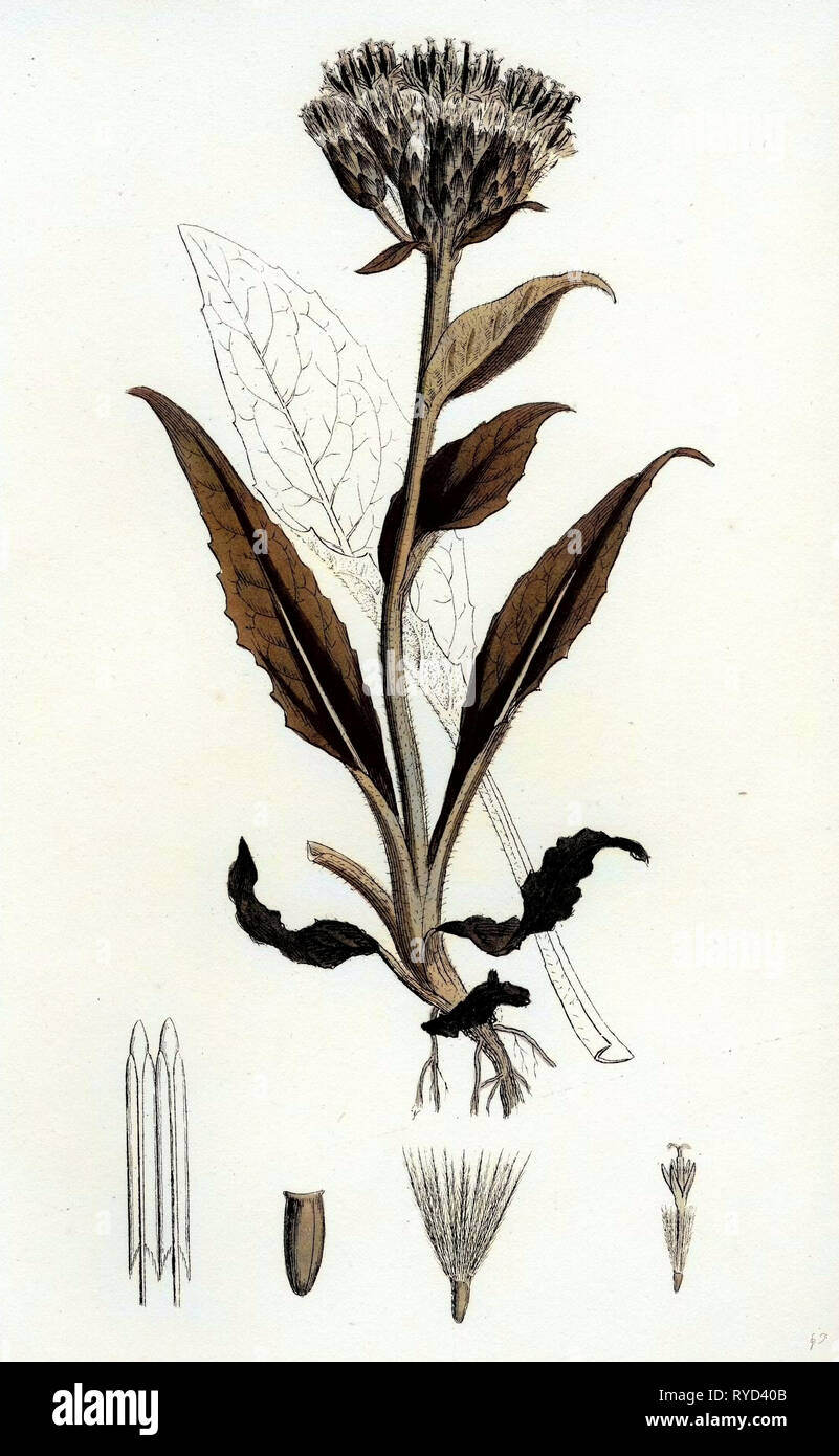 Saussurea Alpina Saussurea alpina Foto Stock