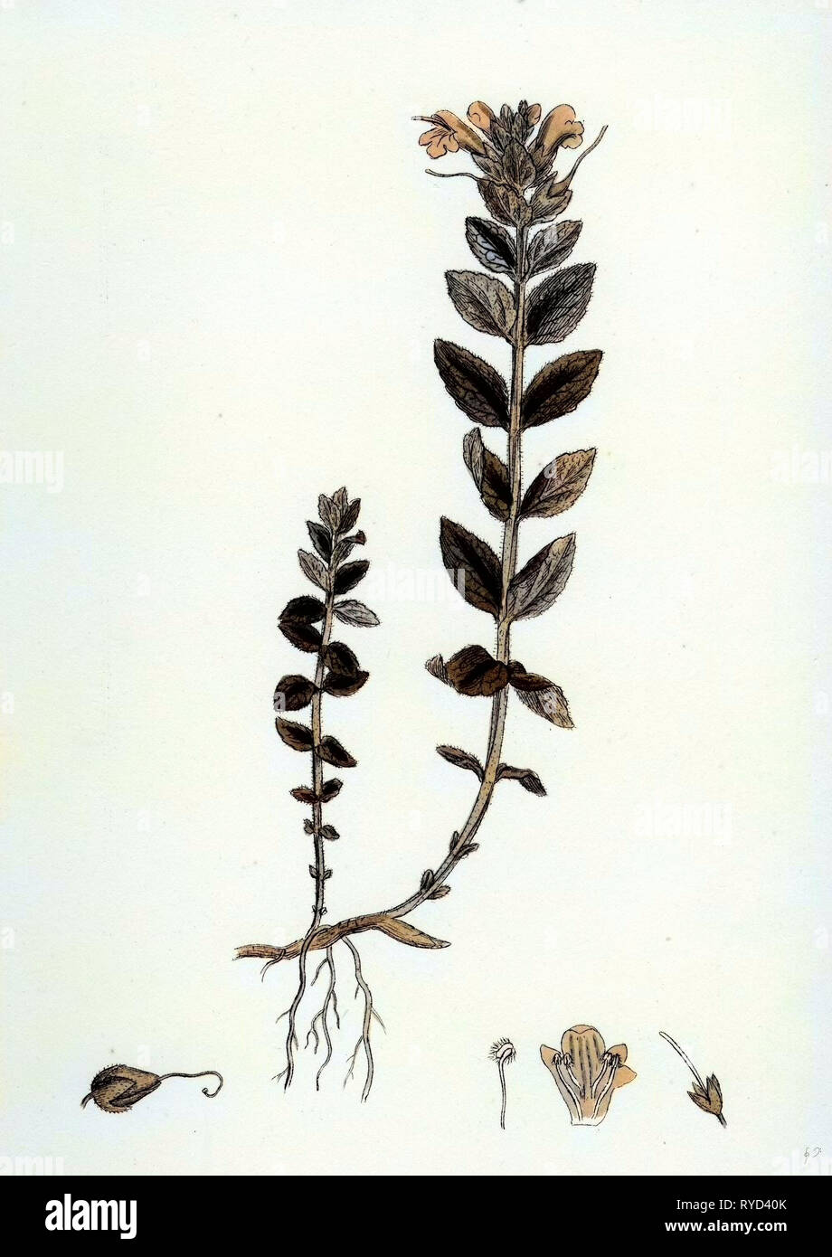 Bartsia Alpina Bartsia alpina Foto Stock