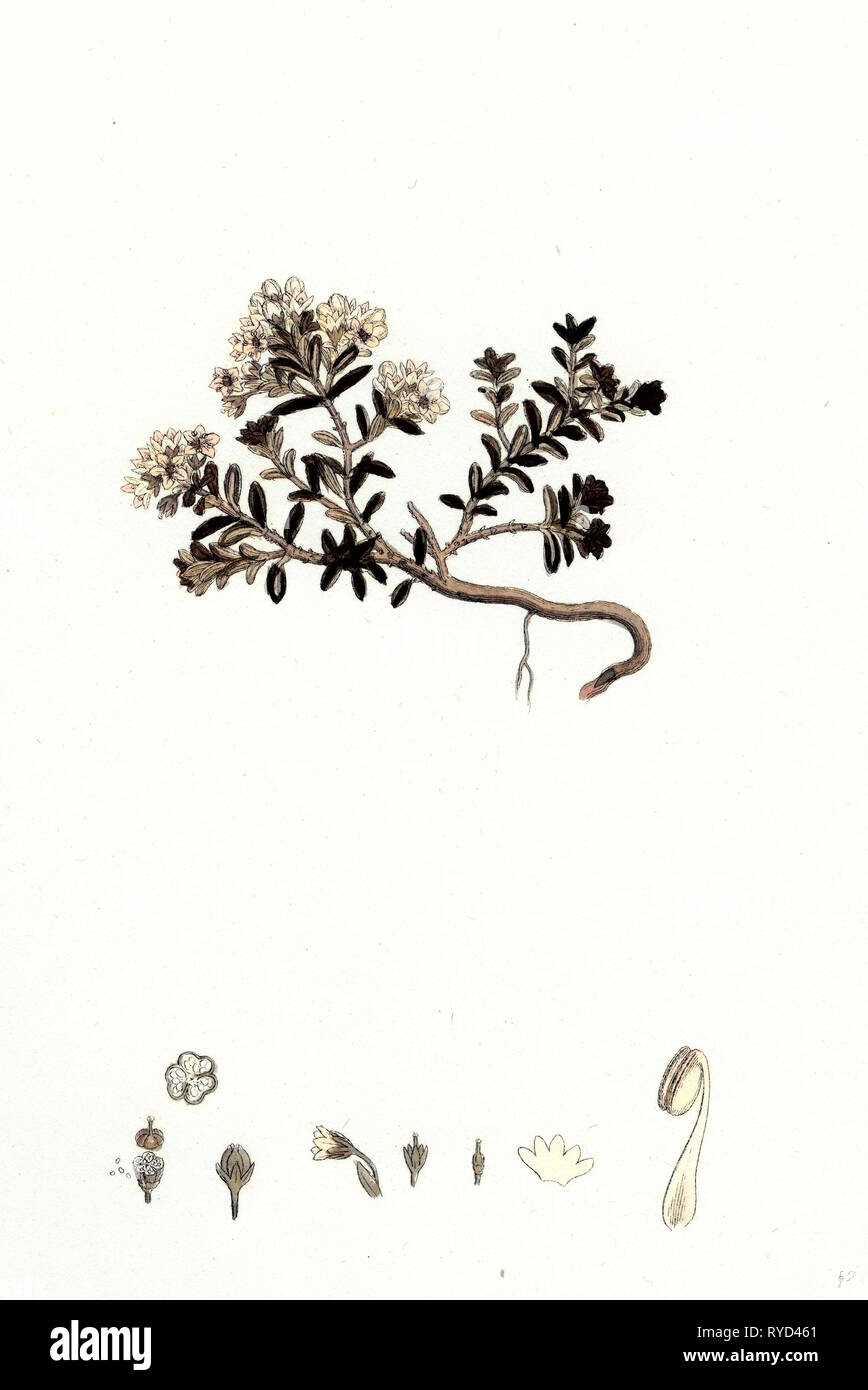 Loiseleuria Procumbens Trailing Azalea Foto Stock