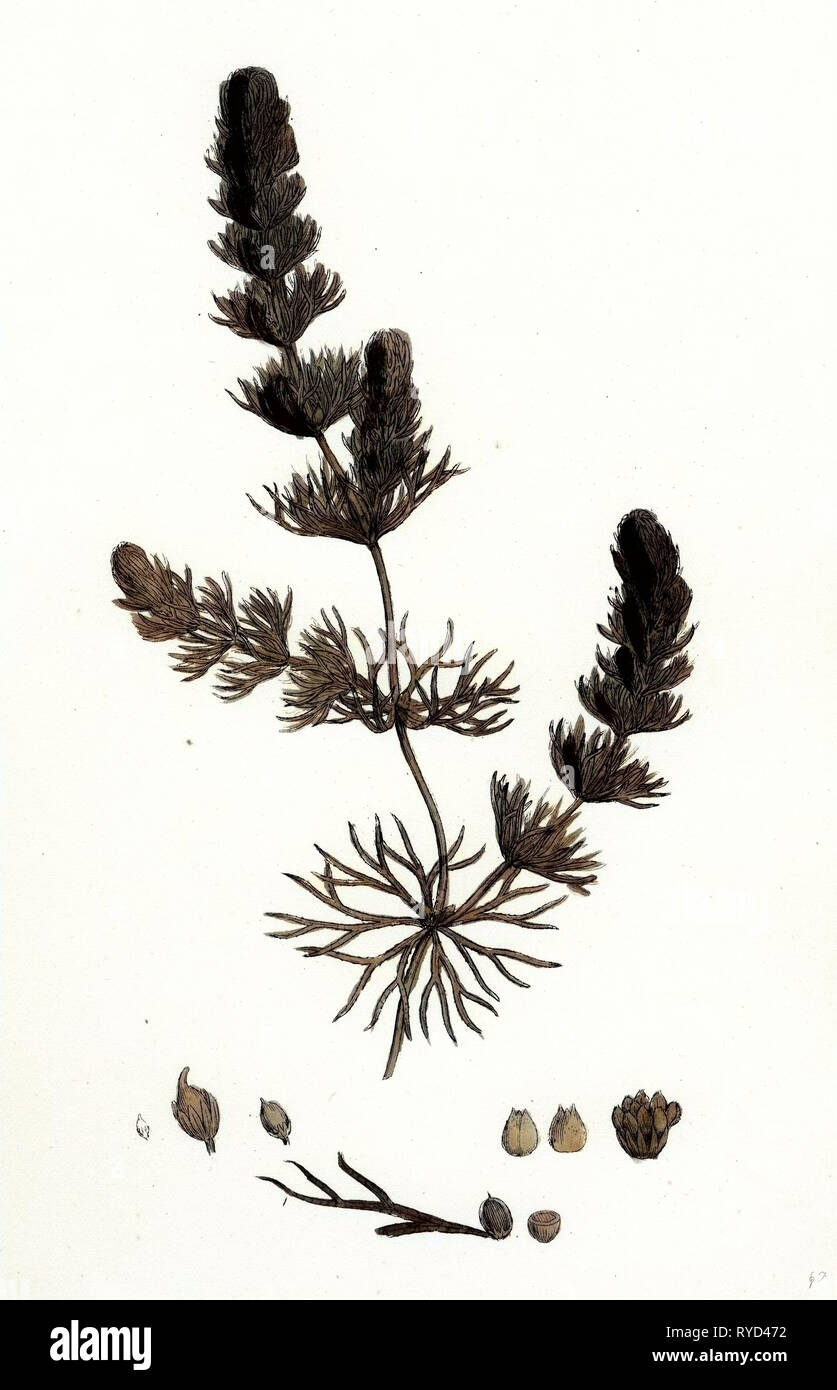 Ceratophyllum Submersum Hornwort disarmati Foto Stock