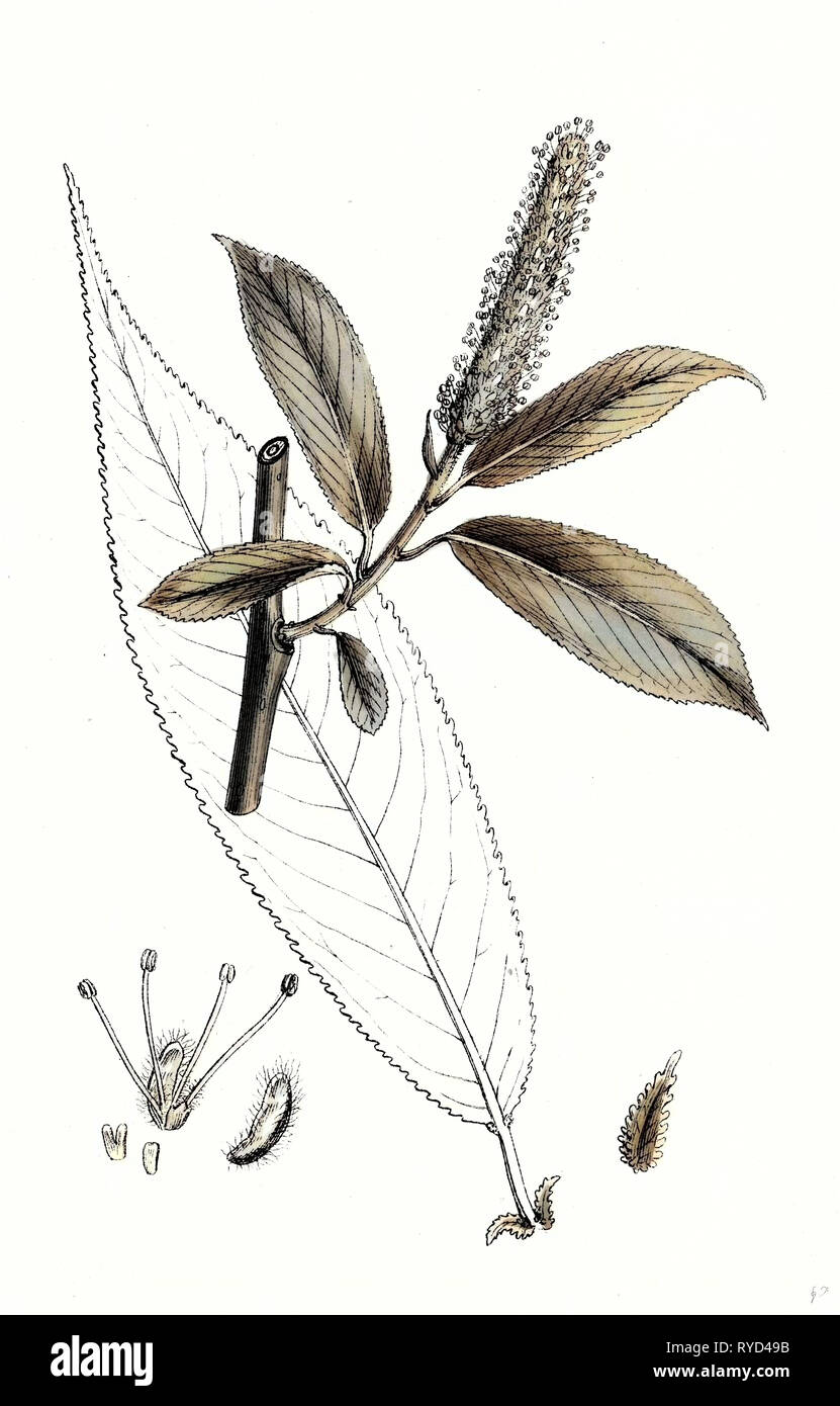 Salix Cuspidata Mas. Pointed-Leaved Willow maschio Foto Stock