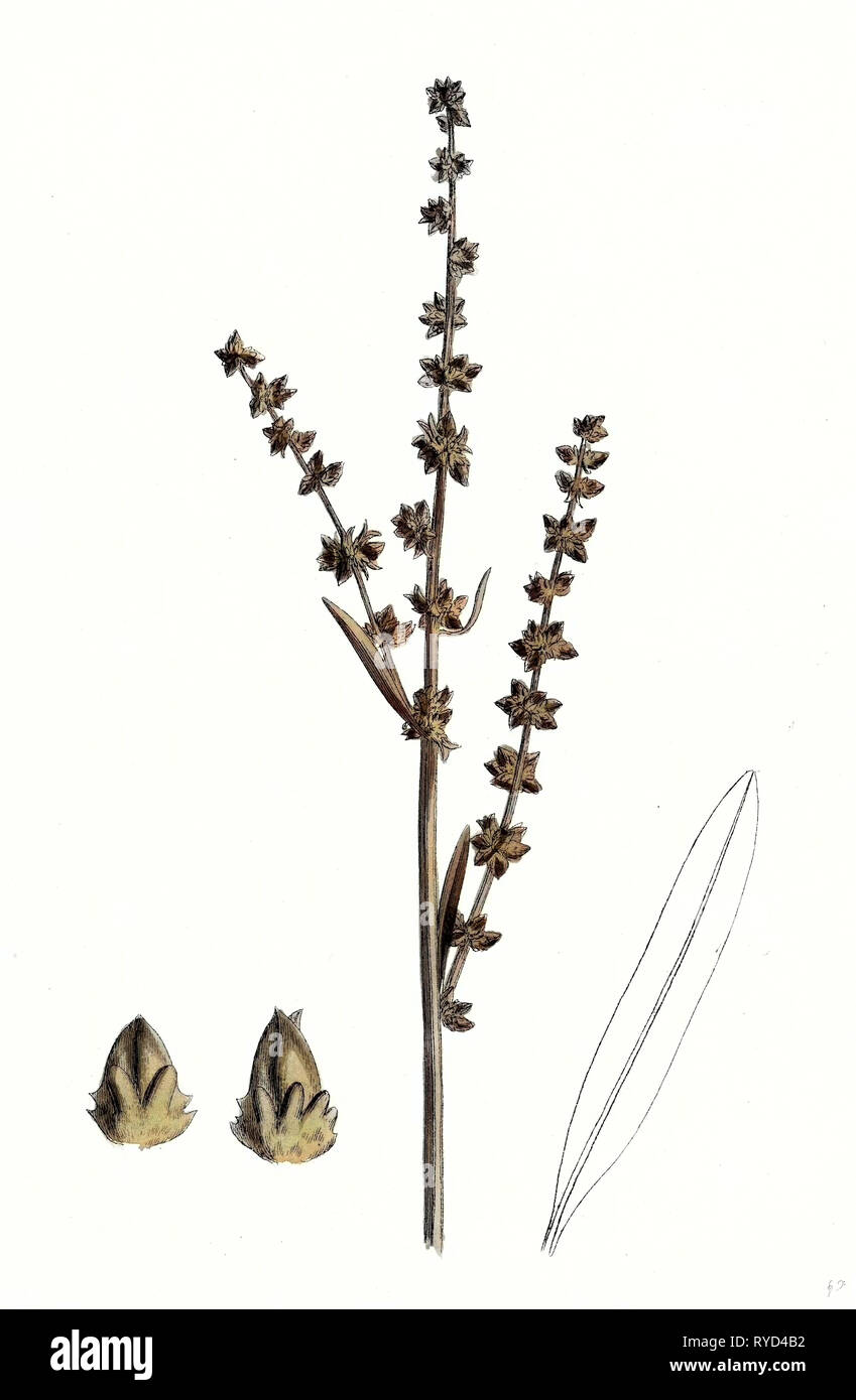 Atriplex Littoralis Var. Genuina Grass-Leaved Mare Orache Var. Un Foto Stock