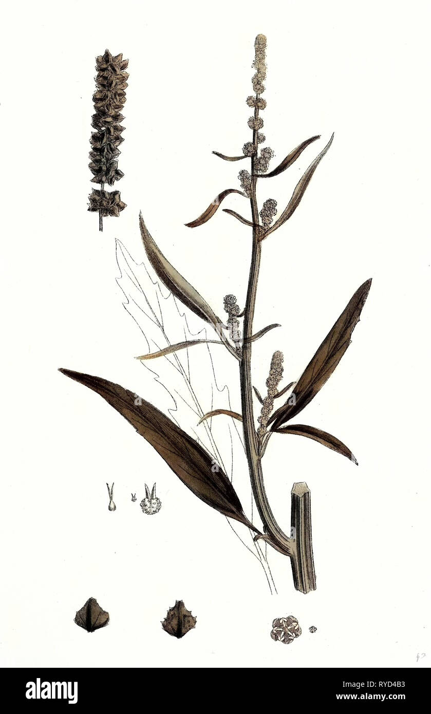 Atriplex Littoralis Var. Marina Mare Grass-Leaved Orache Var. B Foto Stock