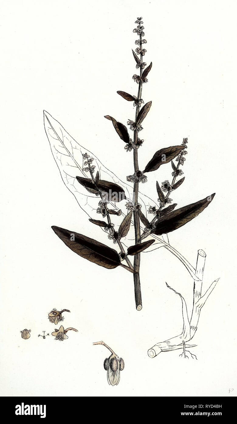 Rumex Conglomeratus Sharp Dock Foto Stock