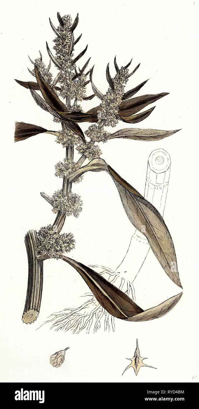 Rumex maritimus Golden Dock Foto Stock