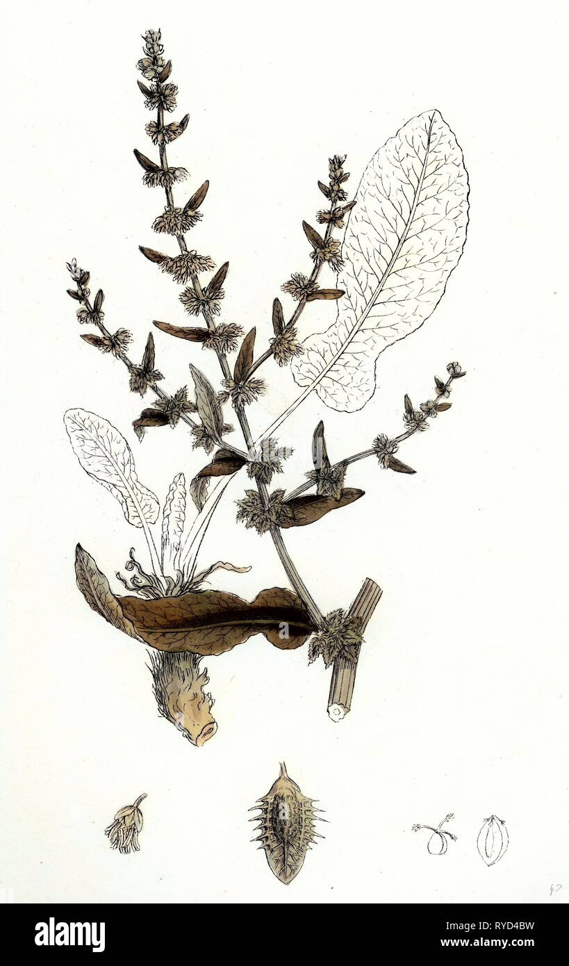 Rumex Pulcher Fiddle Dock Foto Stock
