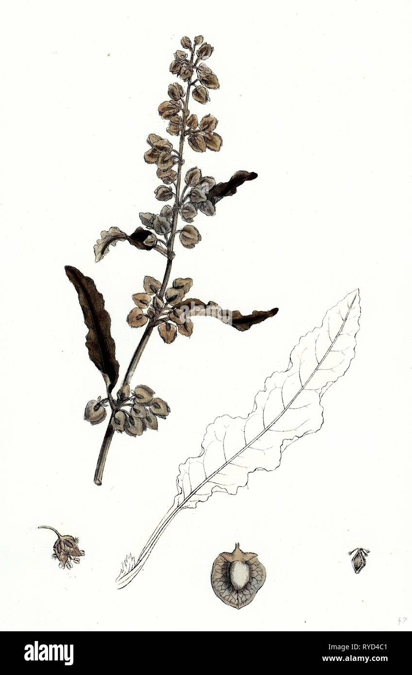 Rumex crispus Dock arricciata Foto Stock