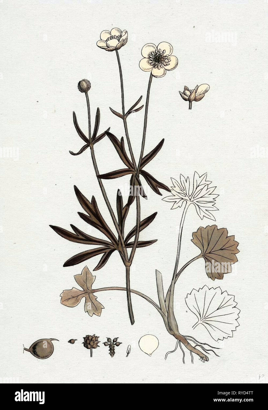Ranunculus Auricornus Crowfoot legno Foto Stock