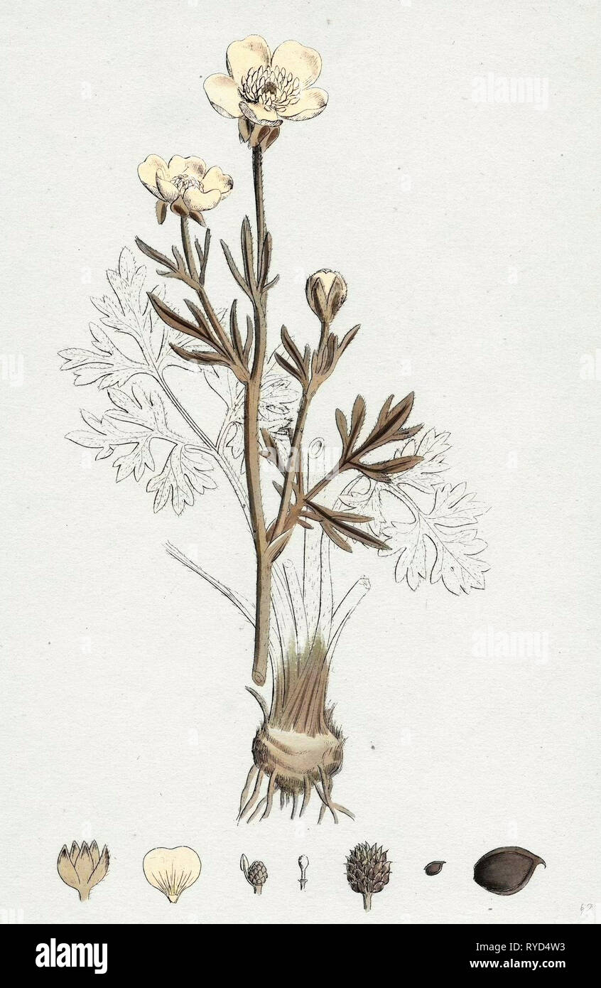 Ranunculus Bulbosus Crowfoot bulbosa Foto Stock
