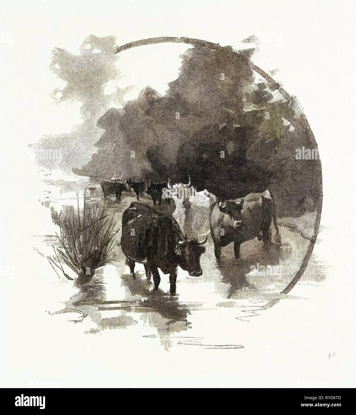 Il luogo di irrigazione, Canada, diciannovesimo secolo incisione Foto Stock