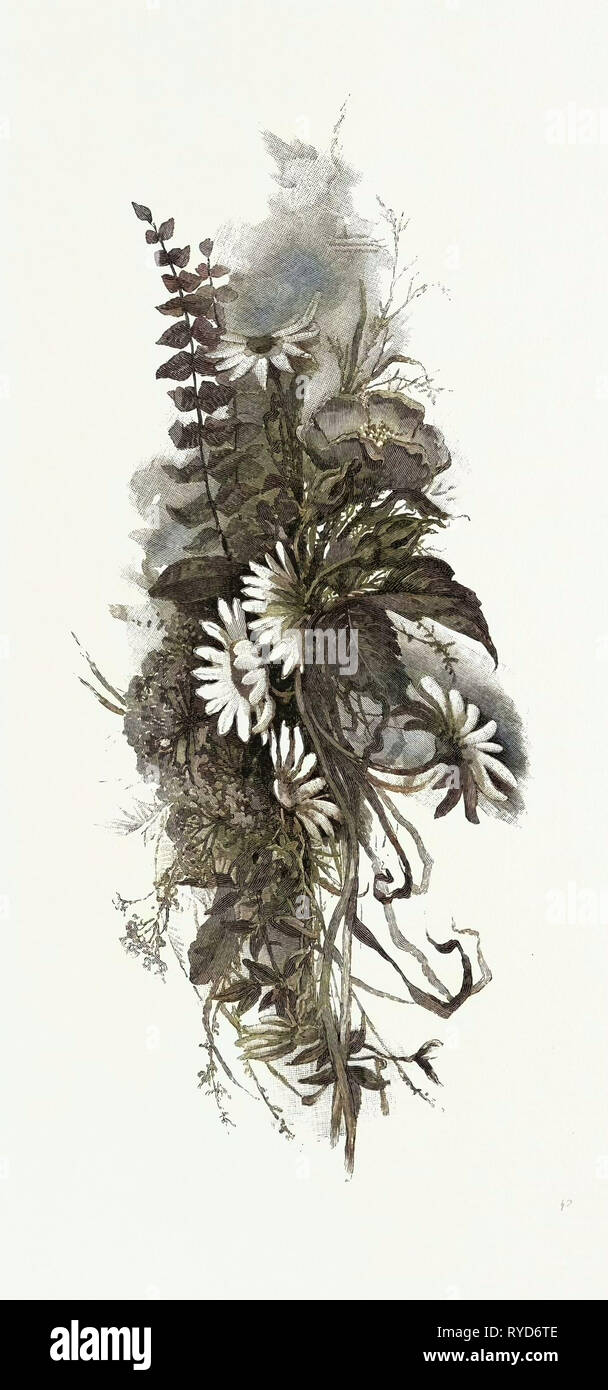 Fiori di Bosco, Canada, diciannovesimo secolo incisione Foto Stock