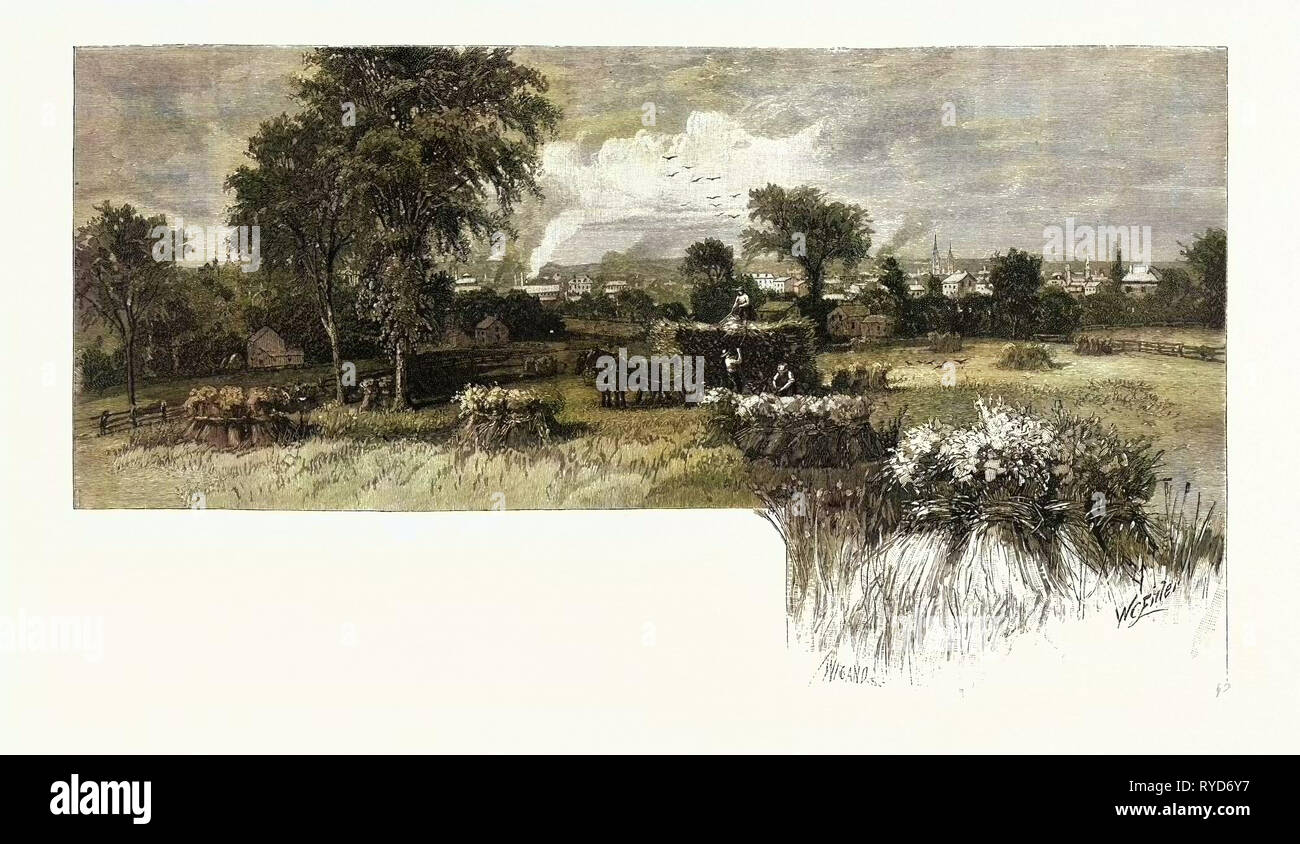 La raccolta nei pressi di Oshawa, Canada, diciannovesimo secolo incisione Foto Stock