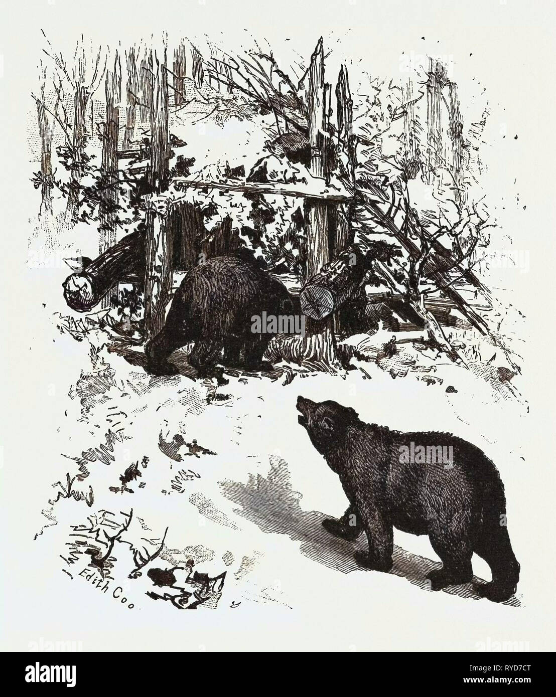 Bear Trap, Canada, diciannovesimo secolo incisione Foto Stock