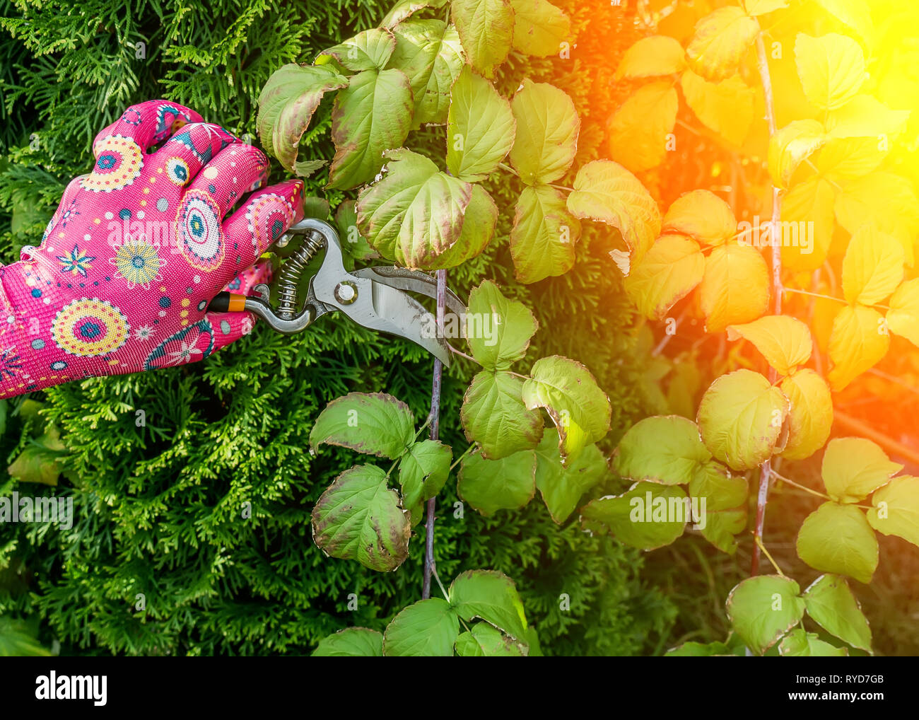 La potatura degli aghi di pino cesoie da giardino Foto Stock