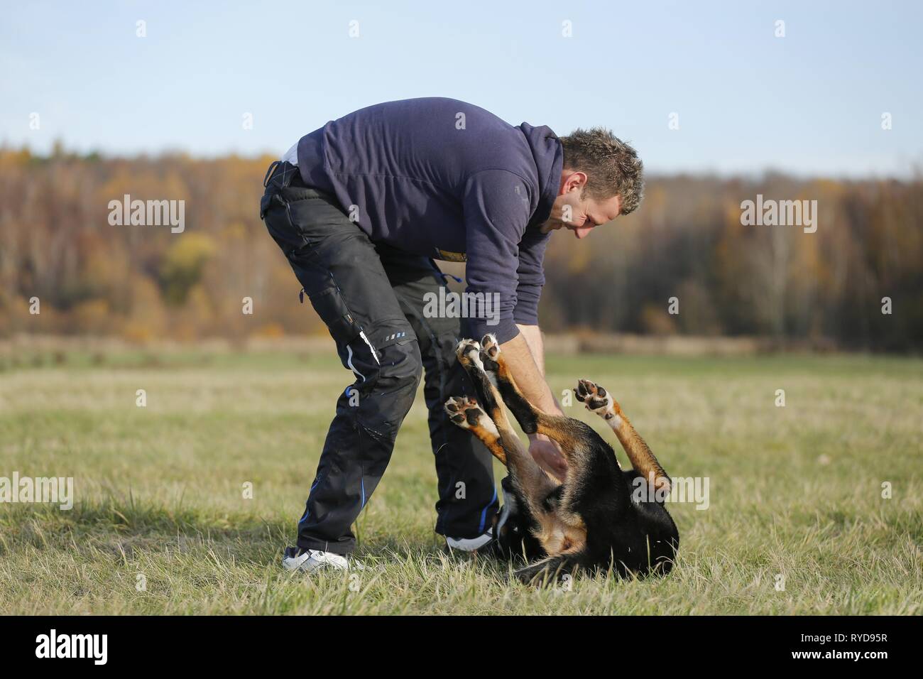 L'uomo gioca con maggiore Swiss Mountain Dog Foto Stock
