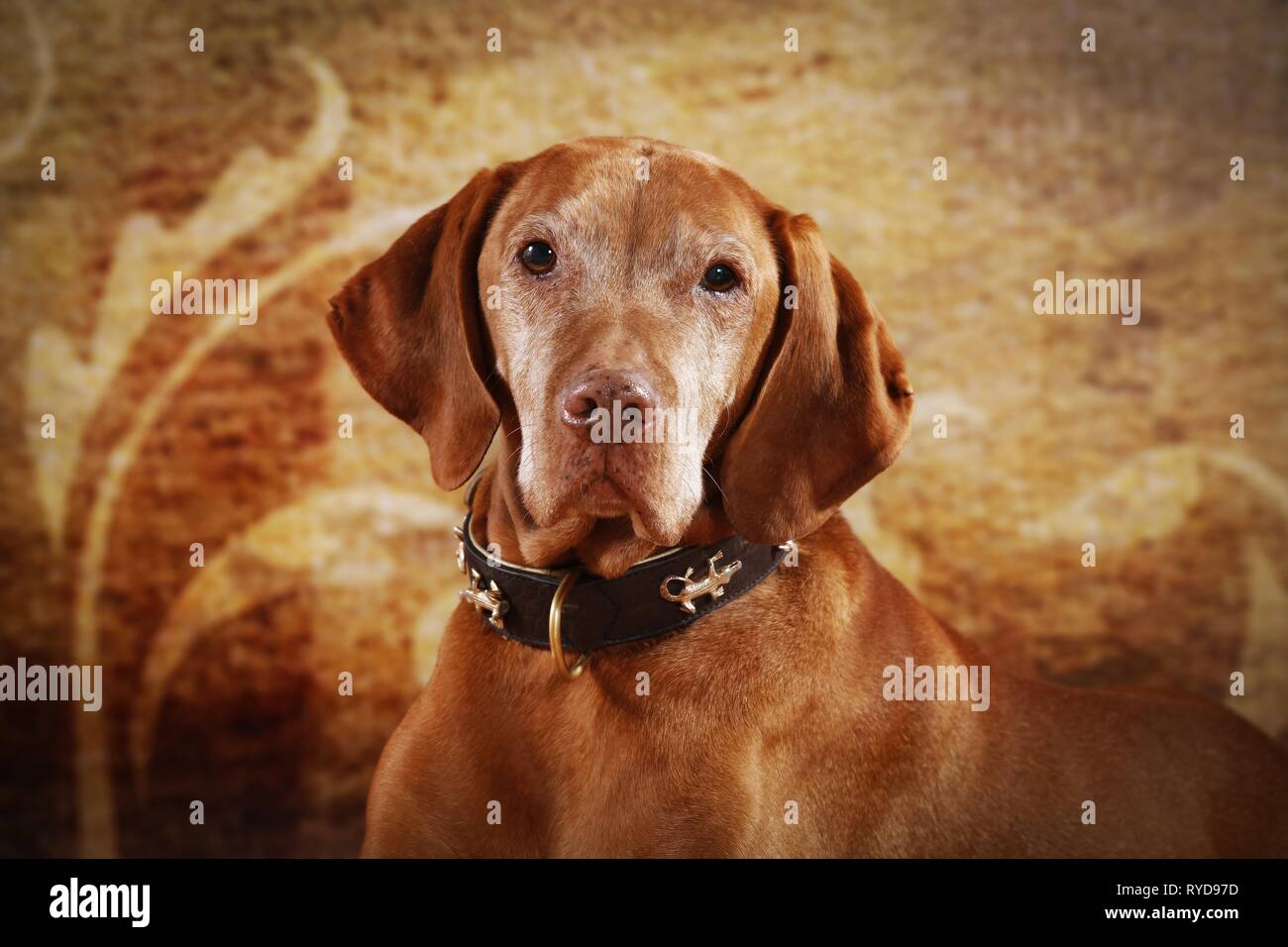 Vecchio Magyar Vizsla Foto Stock