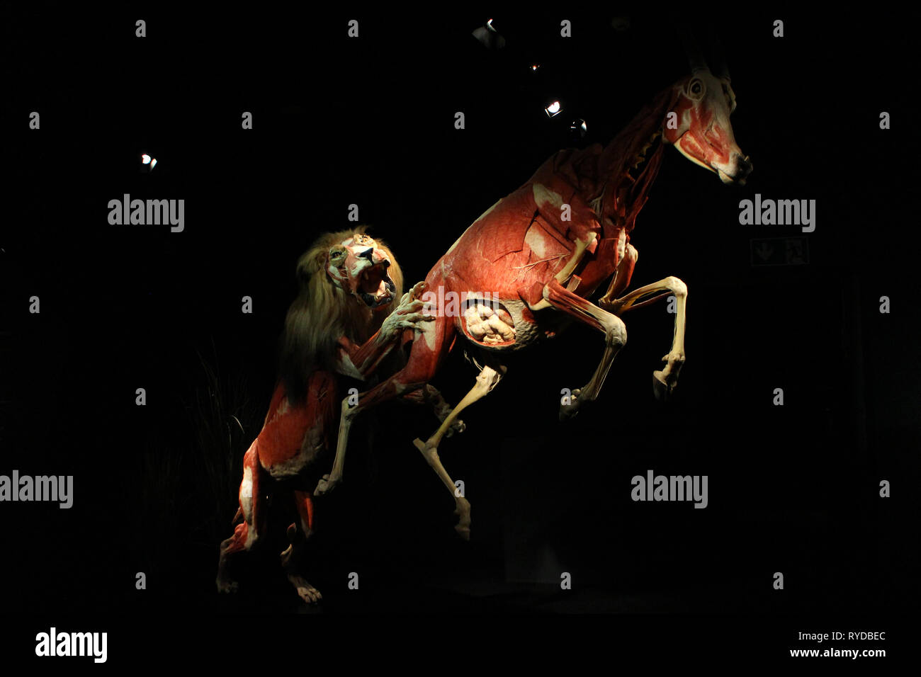 Immagini del corpo mondi plastinates al Menschen Museum di Berlino. Lion e la sua preda Foto Stock