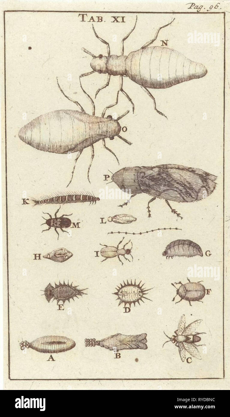 Piccoli insetti XI, Jan Luyken, Jan Claesz dieci Hoorn, 1680 Foto Stock