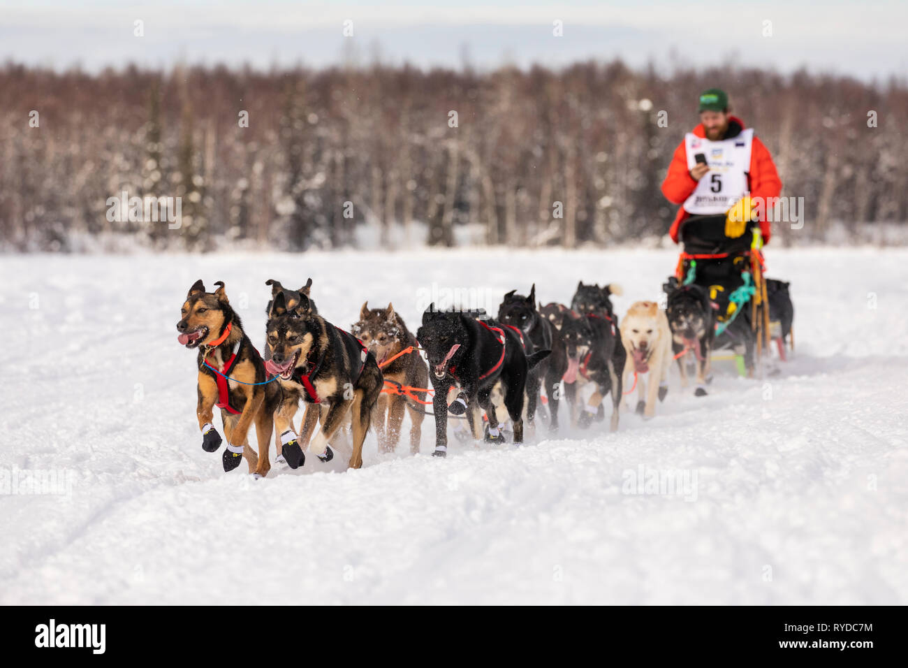 Musher Jessie Holmes dopo il riavvio a Willow xlvii sentiero Iditarod Sled Dog Race in Alaska centromeridionale. Foto Stock