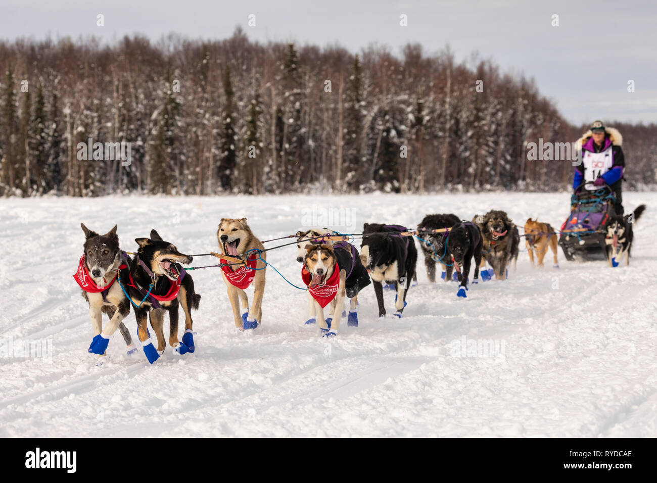 Musher Jessie Royer dopo il riavvio a Willow xlvii sentiero Iditarod Sled Dog Race in Alaska centromeridionale. Foto Stock