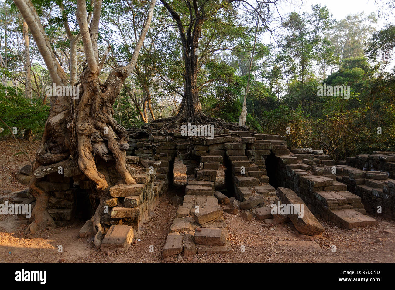 Albero che cresce sulle rovine di antichi Thmor Spean Bridge, Angkor Sito Patrimonio Mondiale, Siem Reap, Cambogia Foto Stock