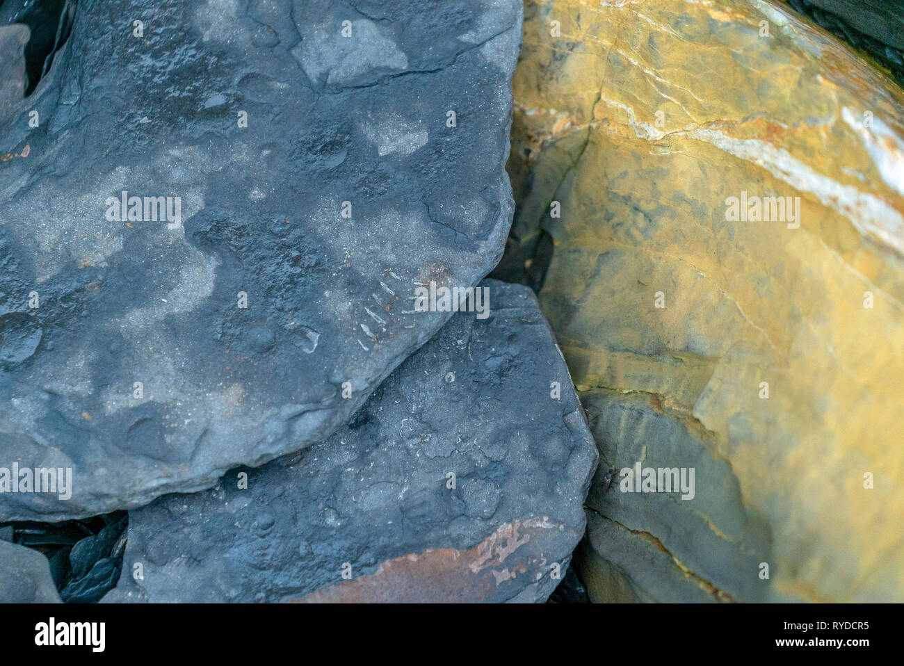 I fossili esposti sulla battuta di acero Dolomite letti a Kimmeridge Bay nel Dorset Regno Unito Foto Stock