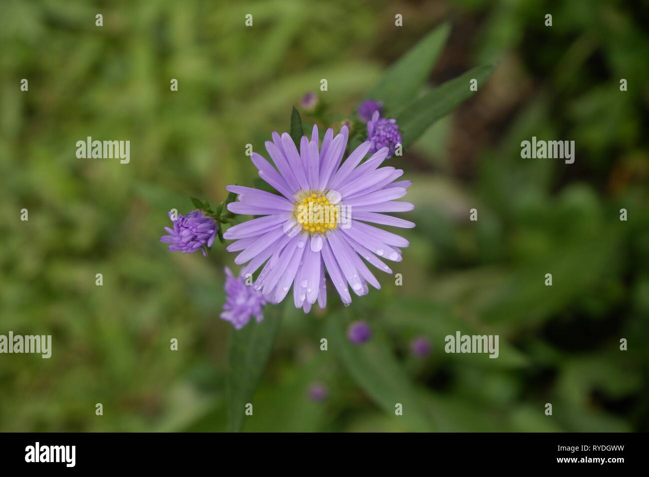 Chiudere fino ad umido di fiori viola, vista dall'alto. Foto Stock