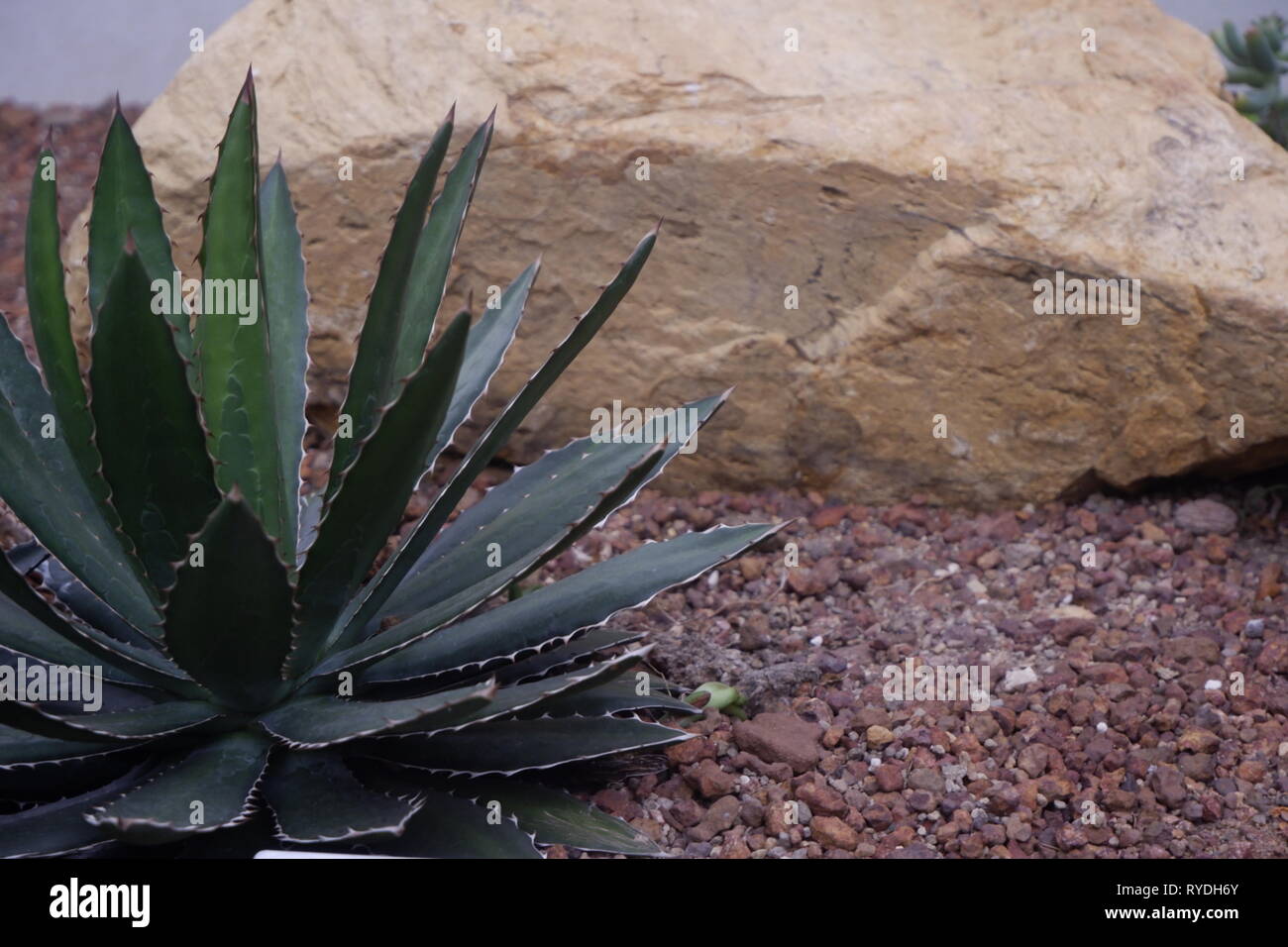 Bella close-up verde cactus nel deserto Foto Stock