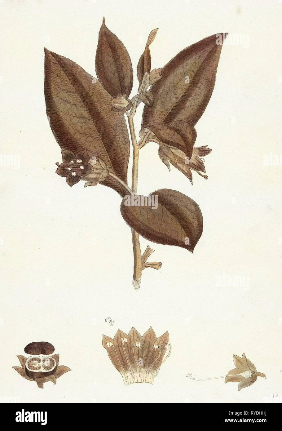 Atropa belladonna Belladonna Foto Stock