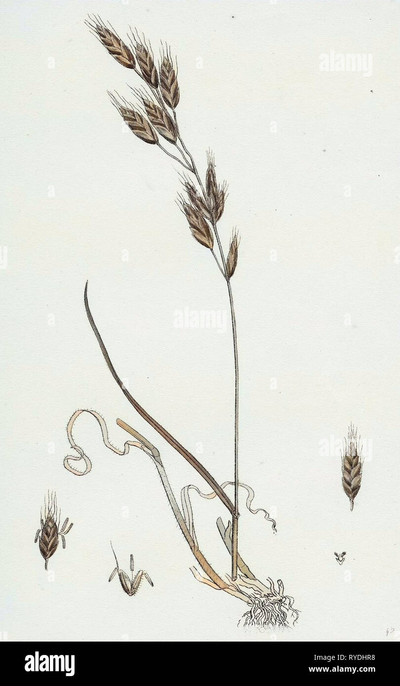 Bromus Racemosus Racemose Brome-Grass Foto Stock