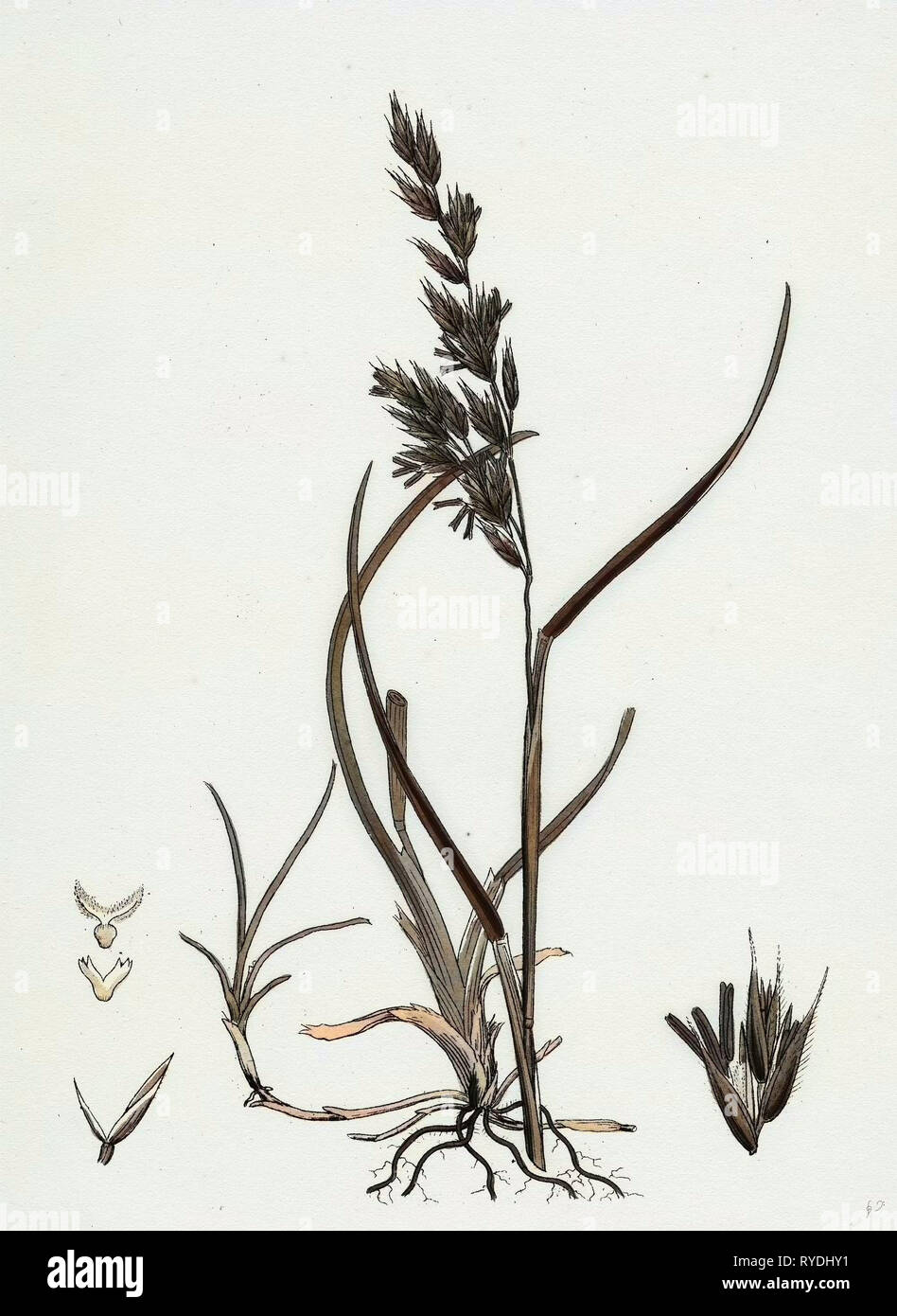 Festuca Arenaria Creeping Fescue-Grass Foto Stock