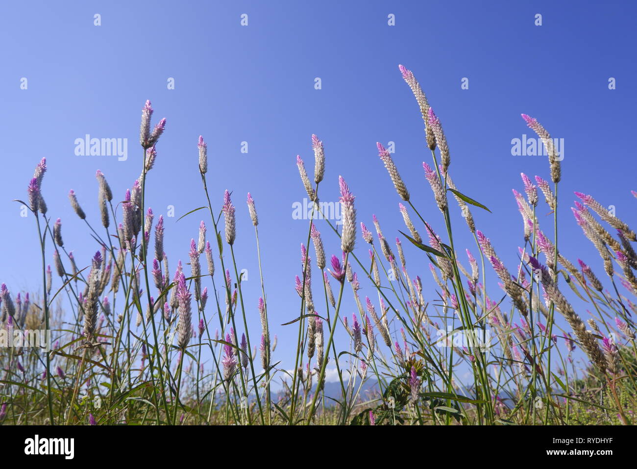 Celosia caracas - la cresta di gallo fiore in natura contro il cielo blu sullo sfondo Foto Stock