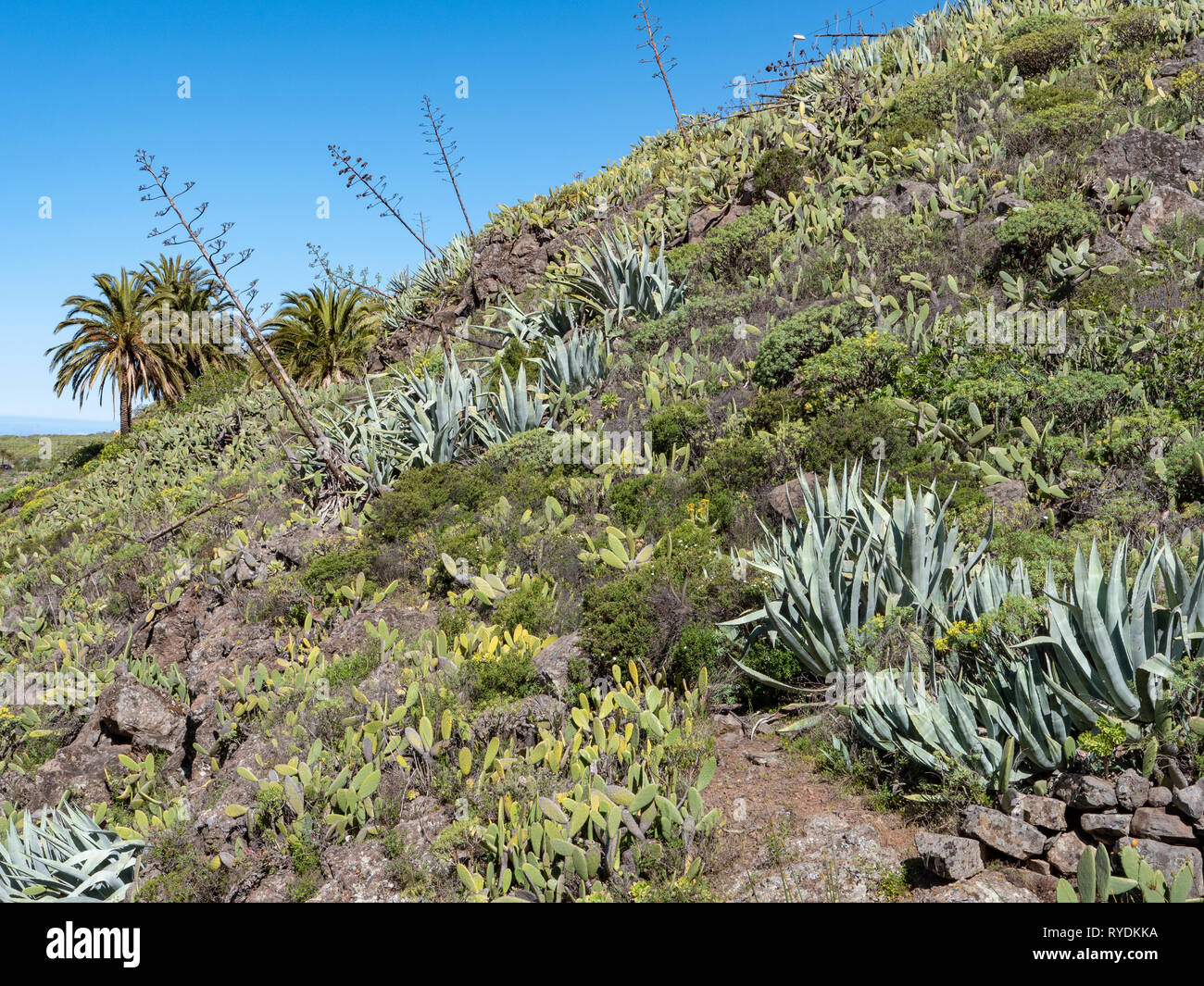 Una arida collina a La Gomera nelle isole Canarie coperto di aloe opuntia cactus e palme e altra vegetazione xerofite Foto Stock