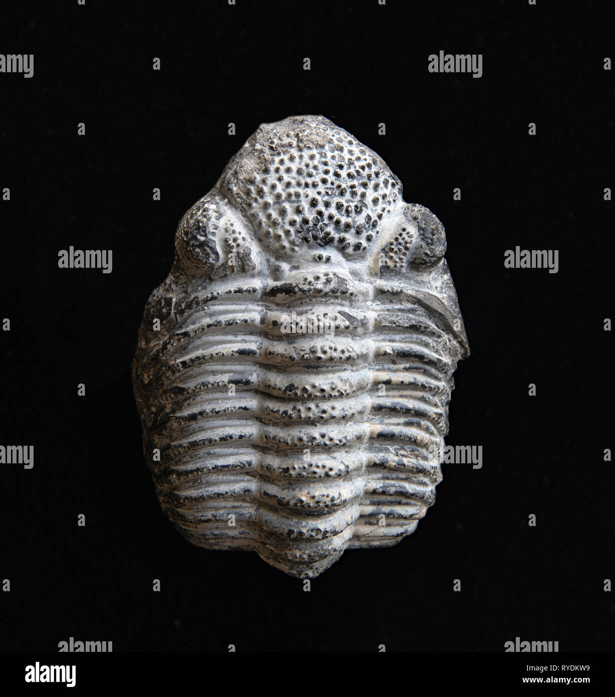 Trilobata devoniano Phacops rana fossile con il segmento di coda nascosto sotto i segmenti toracica - P rana ha composto prominente occhi Foto Stock