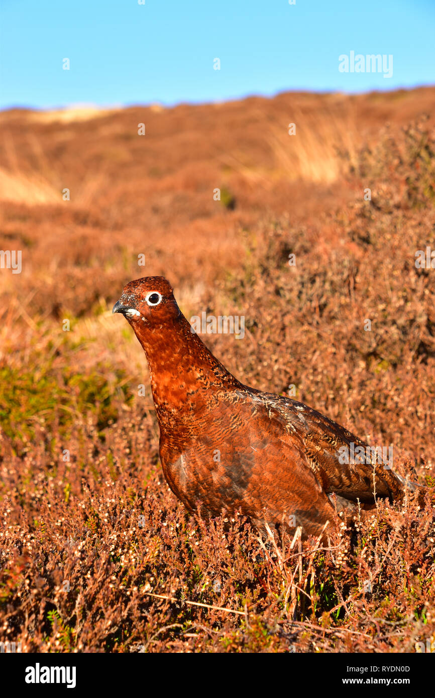 Red Grouse in heather sulla brughiera, Hebden Bridge, Calderdale, West Yorkshire Foto Stock