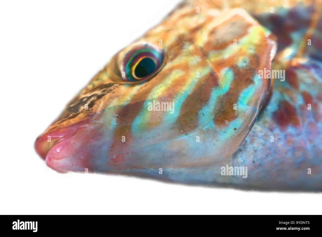 Long-striped wrasse (Symphodus tinca, pesci arcobaleno, Labrus, Ray-alettato di pesce) dal Mar Nero (North Shore), Macro ritratto mezzo corpo isolato su Foto Stock